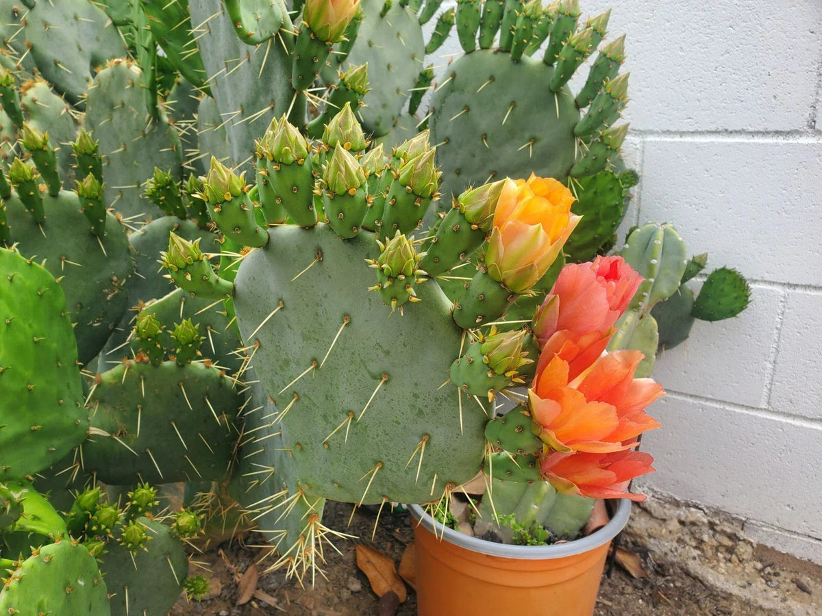 Cactus Cuttings for Propagation - Succulent Variety - Opuntia spp. - Healthy, Hand-Selected, Eco-Friendly