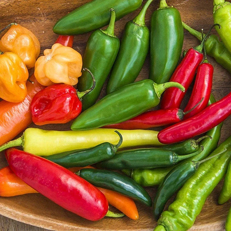 Hot Pepper Seeds - 25+ Heirloom Assortment - Spicy Variety for Home Gardening - Capsicum spp. - Non-GMO, Container Friendly
