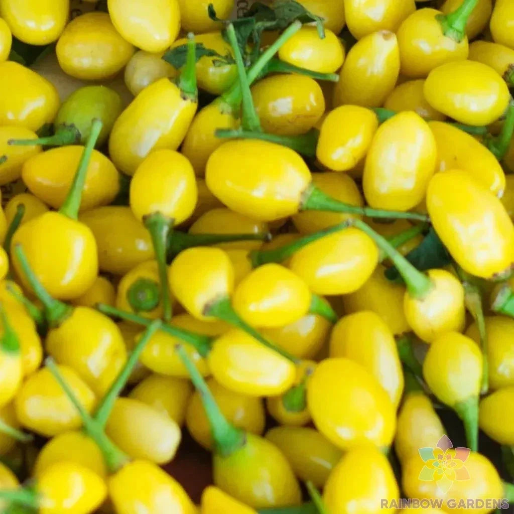 Cumari do Para Hot Pepper Seeds - 25+ Non-GMO Seeds - Capsicum chinense - Ideal for Garden Planting - USA