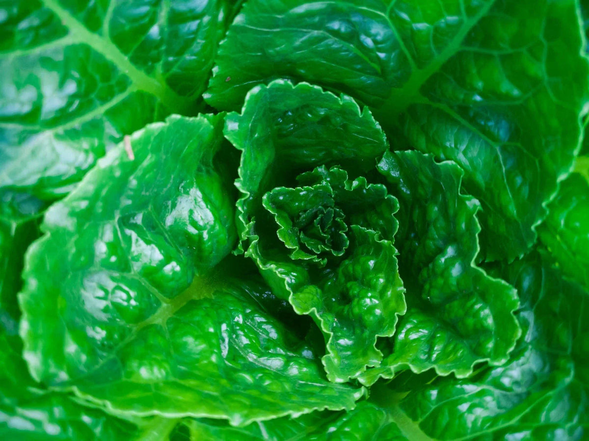 Parris Island Lettuce Seeds - Non-GMO Heirloom - Ideal for Urban Gardening - Lactuca sativa - 200 Seeds per Packet