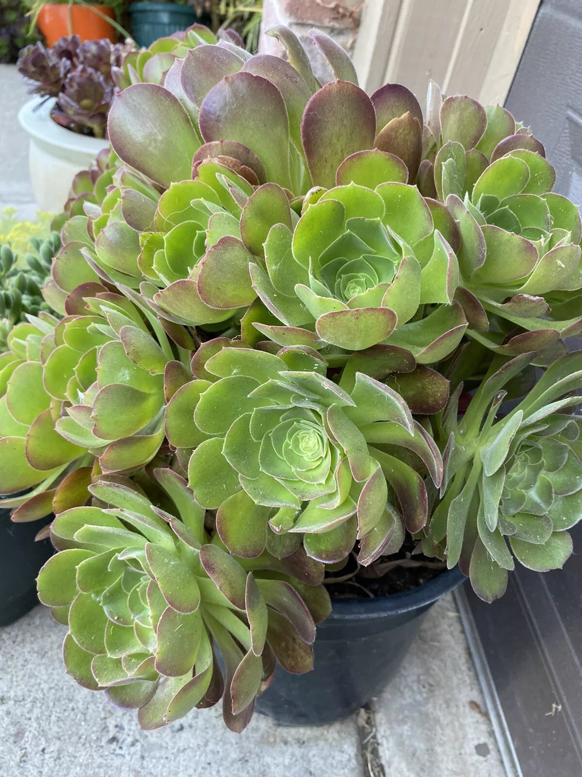 5 Piece Aeonium Succulents Cuttings, 3 Inch Wide, Colorful Varieties, Aeonium spp. for Indoor/Outdoor Gardening