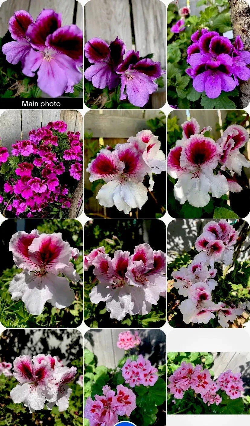 Live Geranium Plants - 8 Inch Perennial Collection - Red, Pink, White - Pelargonium spp. - Easy Care for Gardens & Containers