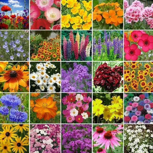 Northeast Wildflower Mix Seeds 500 Count - 25 Non-GMO Perennial Species for Sustainable Gardens - Various