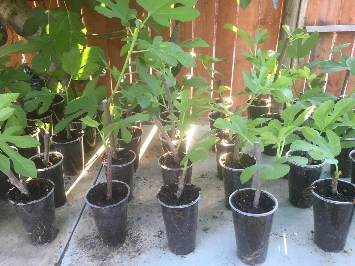 Violette de Bordeaux Fig Tree Plant - Live Ficus carica - Edible Fruit Starter Plug for Indoor/Outdoor Gardening