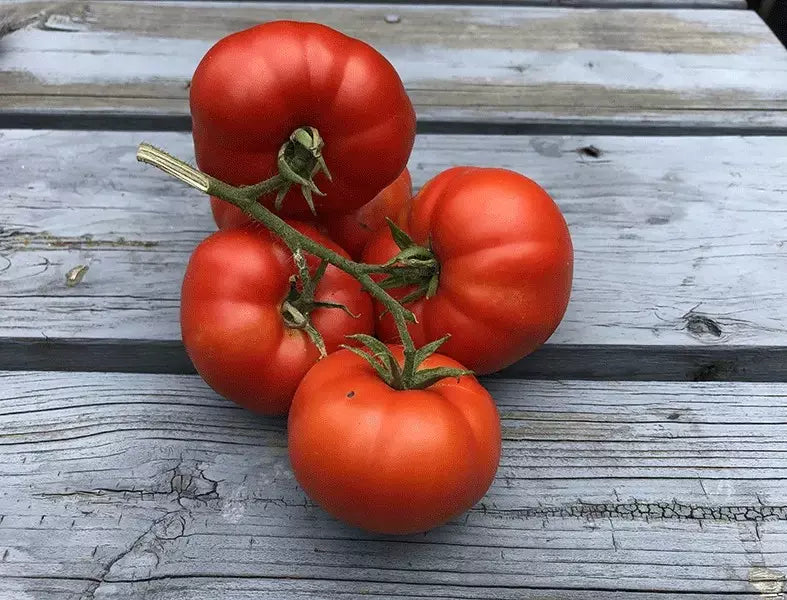 Sub Arctic Plenty Tomato Seeds - 10+ Heirloom Organic Non-GMO Seeds - Solanum lycopersicum - Fast Growing for Cool Climates