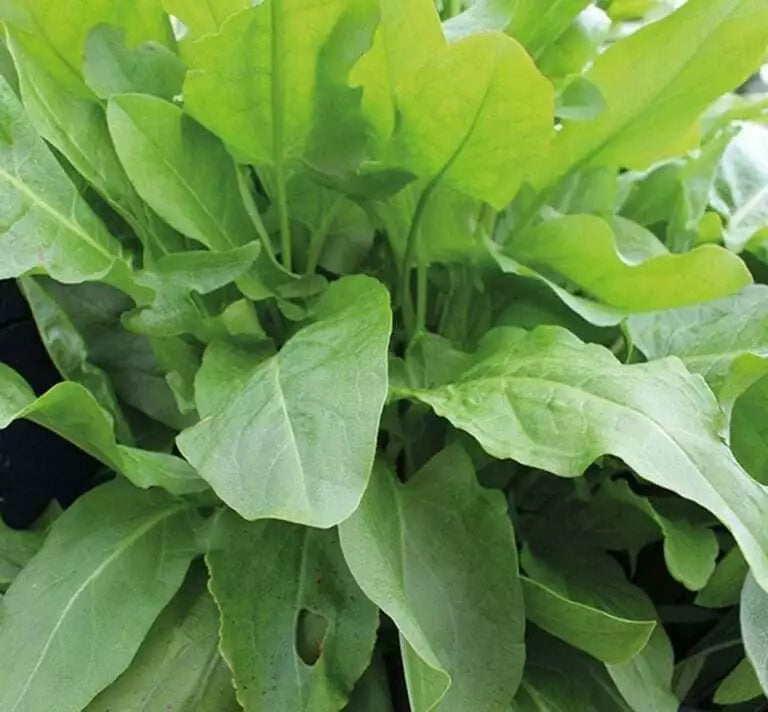 625 Seeds Sorrel Herb - Large Leaf, Lemony Flavor - Rumex acetosa - Perennial Culinary Plant for Garden