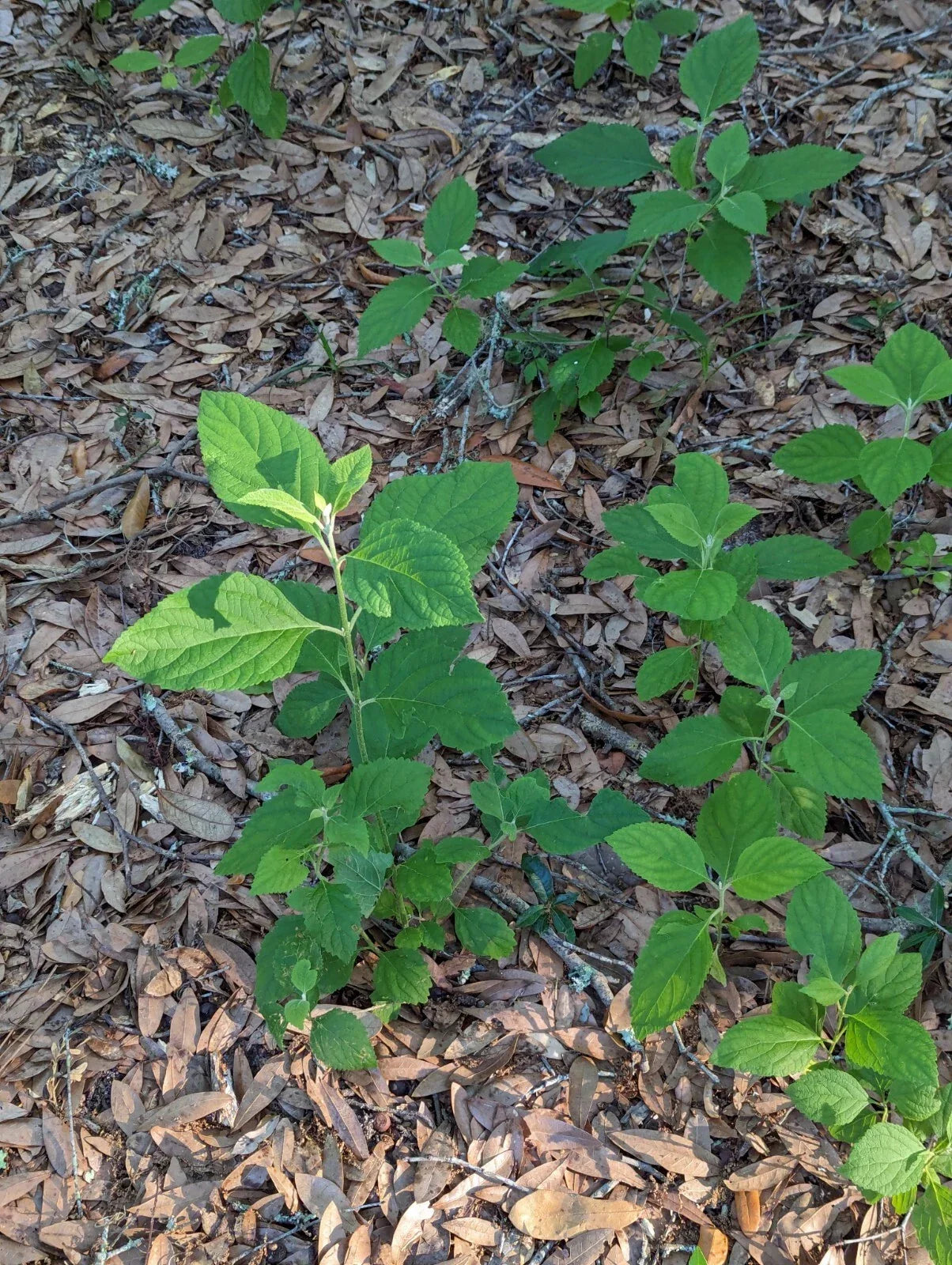Beauty Berry Bush Cuttings - 4 Unrooted Cuttings for Propagation - Callicarpa americana - Purple Berries, Easy to Grow