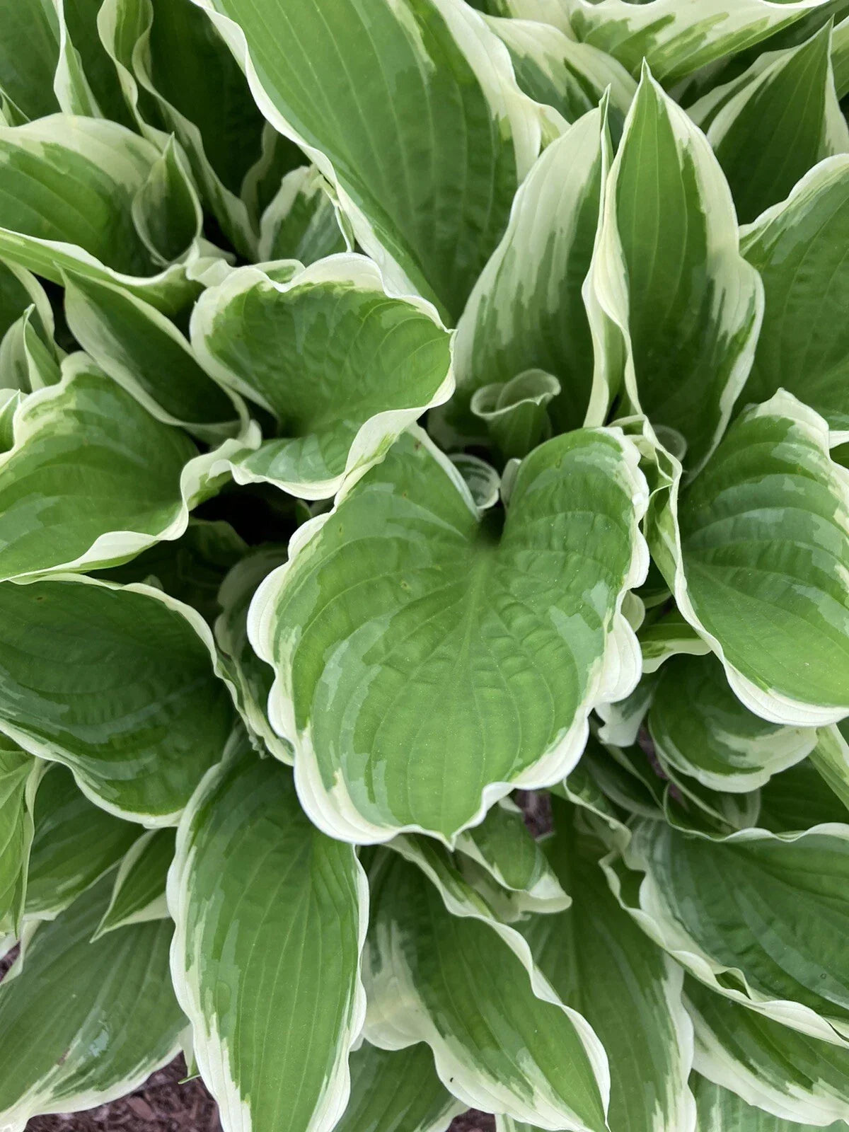 Hosta Plants Bare Root - Bi-colored Foliage with Blue Flowers - Hosta spp. for Shade Gardens