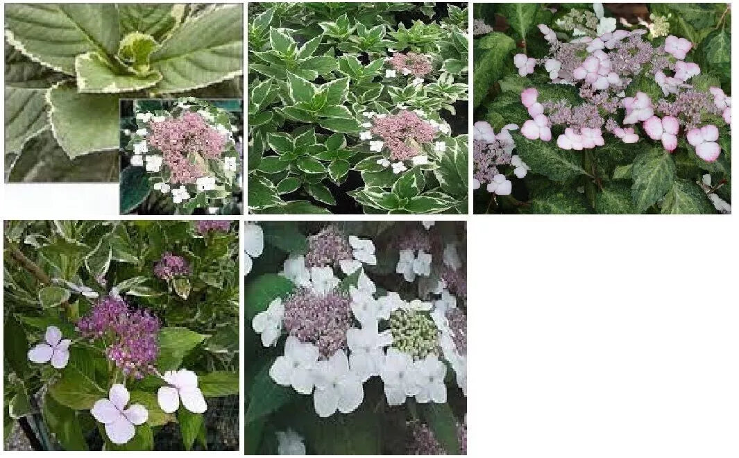 Hydrangea Cuttings 4-6" Ice Pink Purple White Flowers Variegated Foliage Hydrangea spp. 5+2 Free