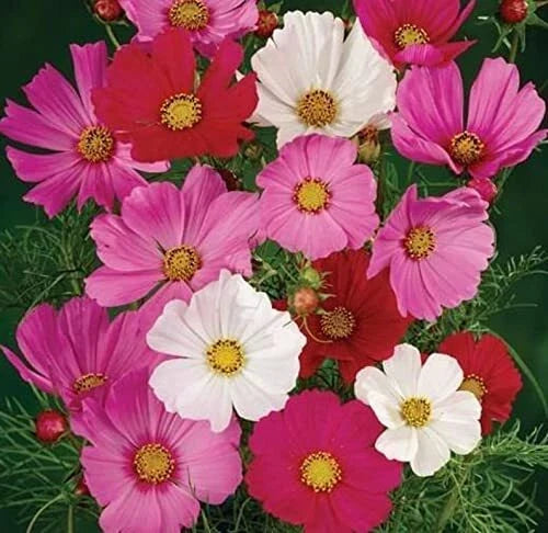 Cosmos Flower Seeds - 1,000 Non-GMO Sensation Mix - Cosmos bipinnatus - Vibrant Pink, White & Purple Blooms for Garden