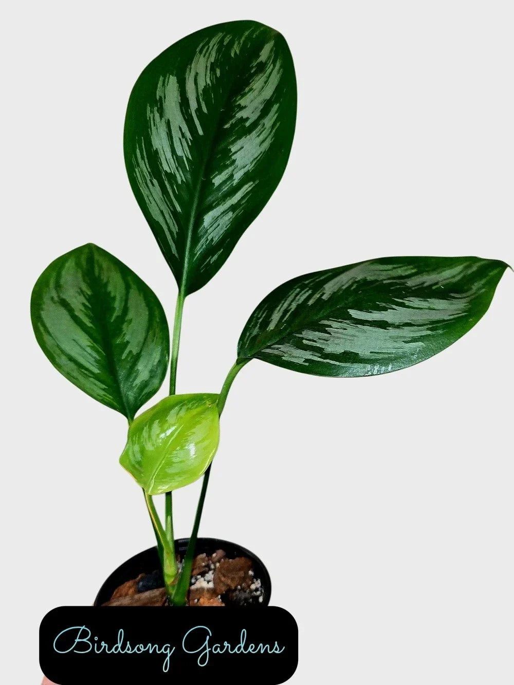 Scindapsus Officinalis Plant in 4" Pot - Unique Variegated Indoor Houseplant - Scindapsus officinalis - Easy Care, Air-Purifying