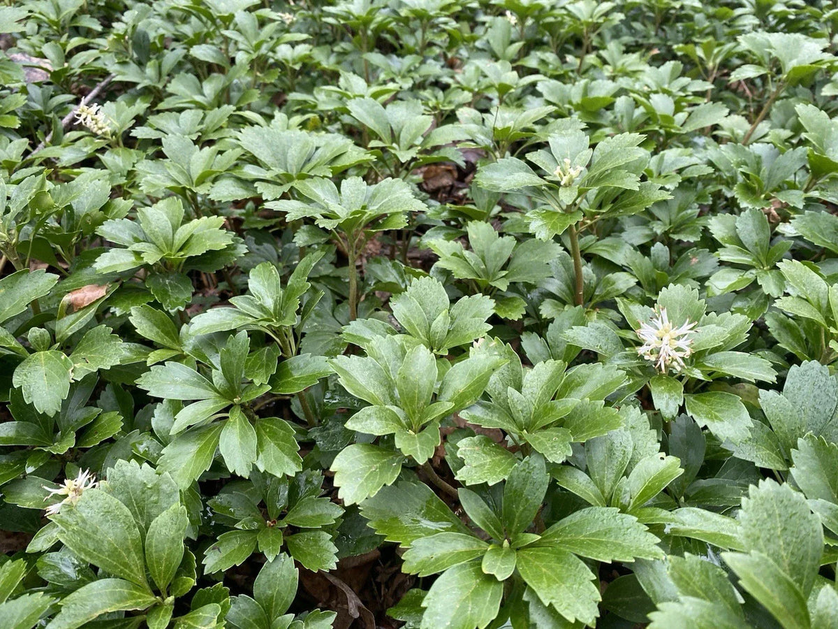 100 Rooted Pachysandra Plants 6-10 in Evergreen Ground Cover Pachysandra terminalis for Shade Gardens
