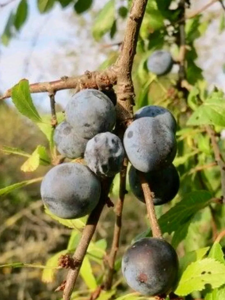 Black Thorn Cuttings 2pcs - Exotic Fruit Diospyros digyna - Rare Tropical Plant for Gardening and Container Growth