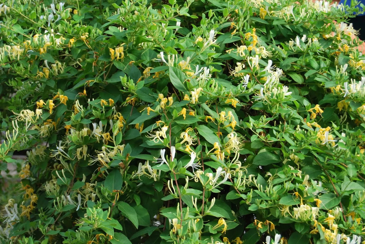Honeysuckle Vine Live Starter Plants Set of 2 - Lonicera japonica - Fragrant Climbing Vine for Garden