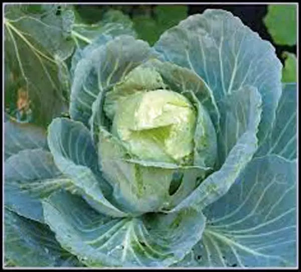 Cabbage Seeds - 500 Non-GMO Heirloom Golden Acre - Brassica oleracea - Compact Round Heads for Salads & Cooking