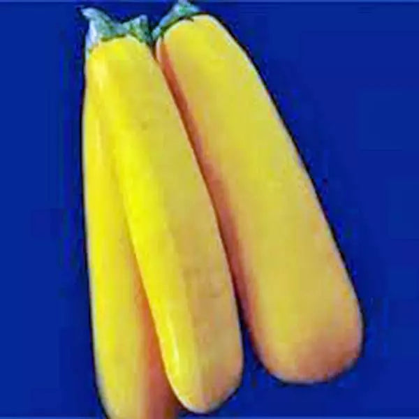 Golden Zucchini Squash Seeds - 100 Non-GMO Heirloom Seeds, Cucurbita pepo, Vibrant Yellow Color for Home Gardens
