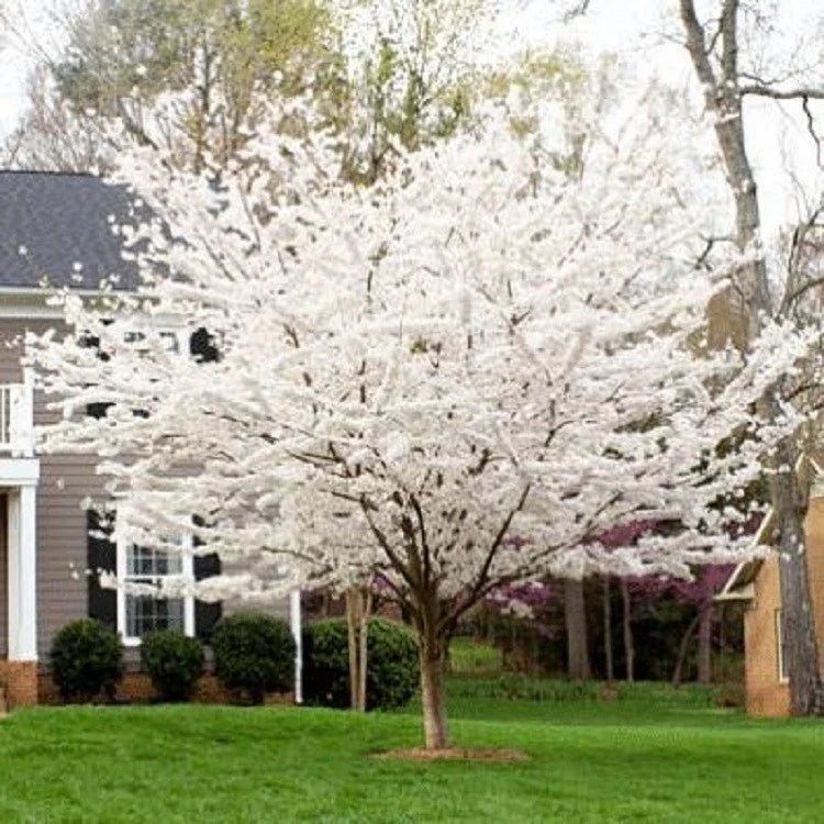 Yoshino Cherry Tree Seeds - 5 Pack - Flowering Pink - Prunus x yedoensis - Ornamental Garden Planting