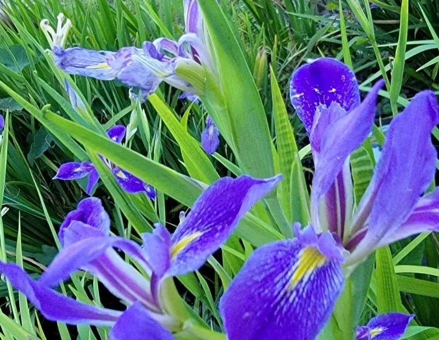 Purple Iris Bulbs - Easy Grow Perennial Aquatic Plants - Iris pseudacorus - Vibrant Purple Blooms for Ponds and Gardens