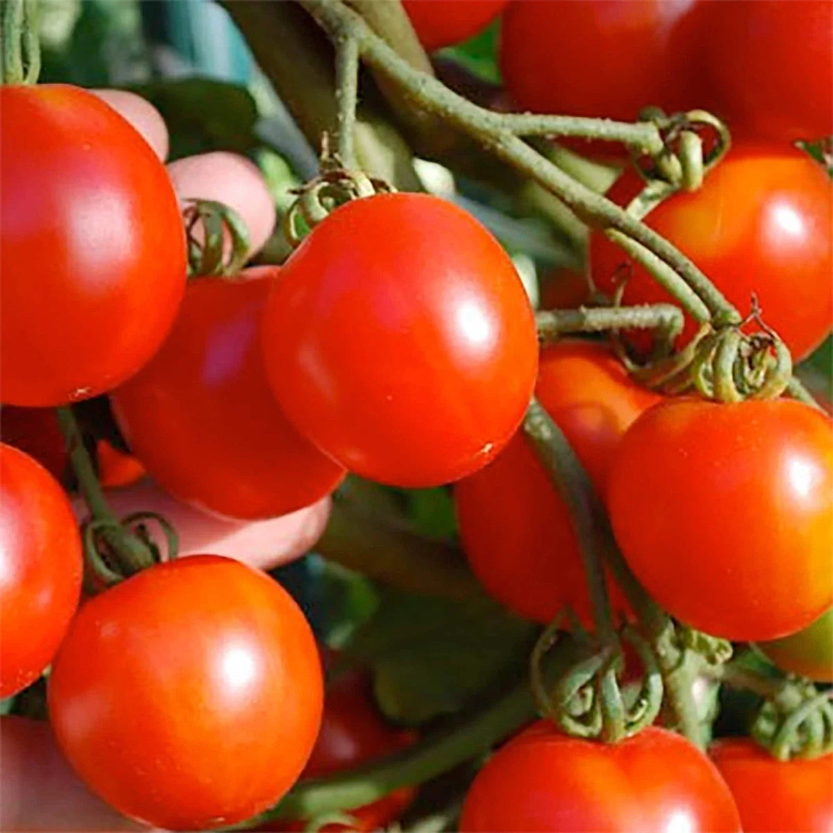 Stupice Tomato Seeds 50 Ct - Heirloom Non-GMO - Solanum lycopersicum - Sweet Flavor for Garden Planting