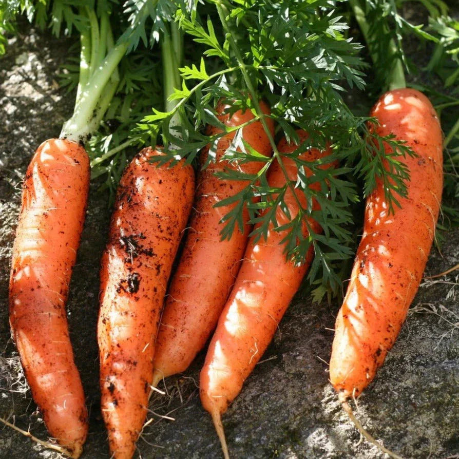 Scarlet Nantes Carrot Seeds - 500+ Count - Red Parisian - Daucus carota subsp. sativus - Non-GMO, Fast-Growing, Sweet Carrots
