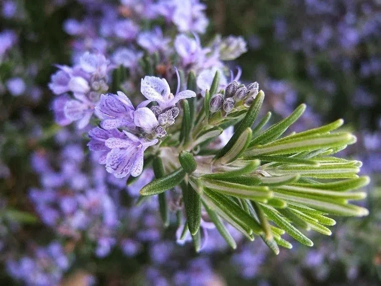 Live Rosemary Cuttings - 8 High-Quality Fast-Growing Plants - Rosmarinus officinalis - Ideal for Culinary and Aromatic Gardens