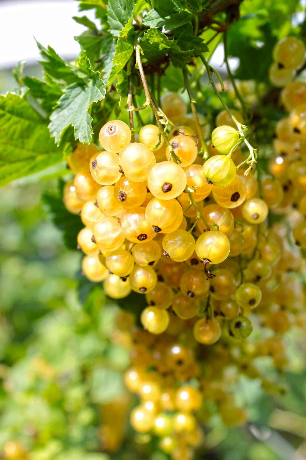 Golden Currant Berry Seeds - 20 Pack, Organic Edible Fruit Bush, Ribes Aureum, Home Garden Planting