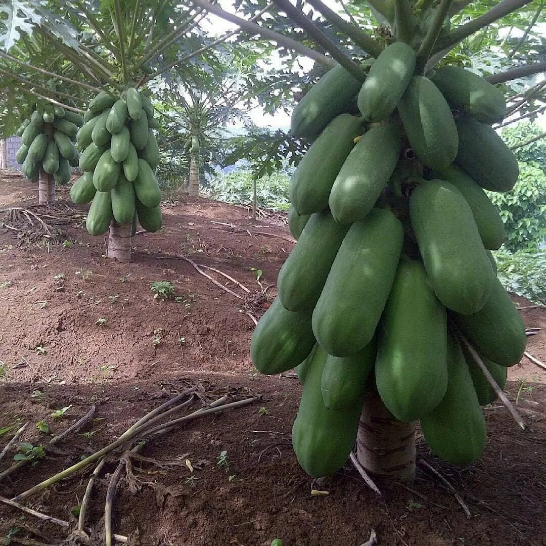 Dwarf Papaya Seeds - 55 Calina Variety, Fast Growing, Sweet Flavor, Carica papaya, Ideal for Small Gardens, Fresh Seeds