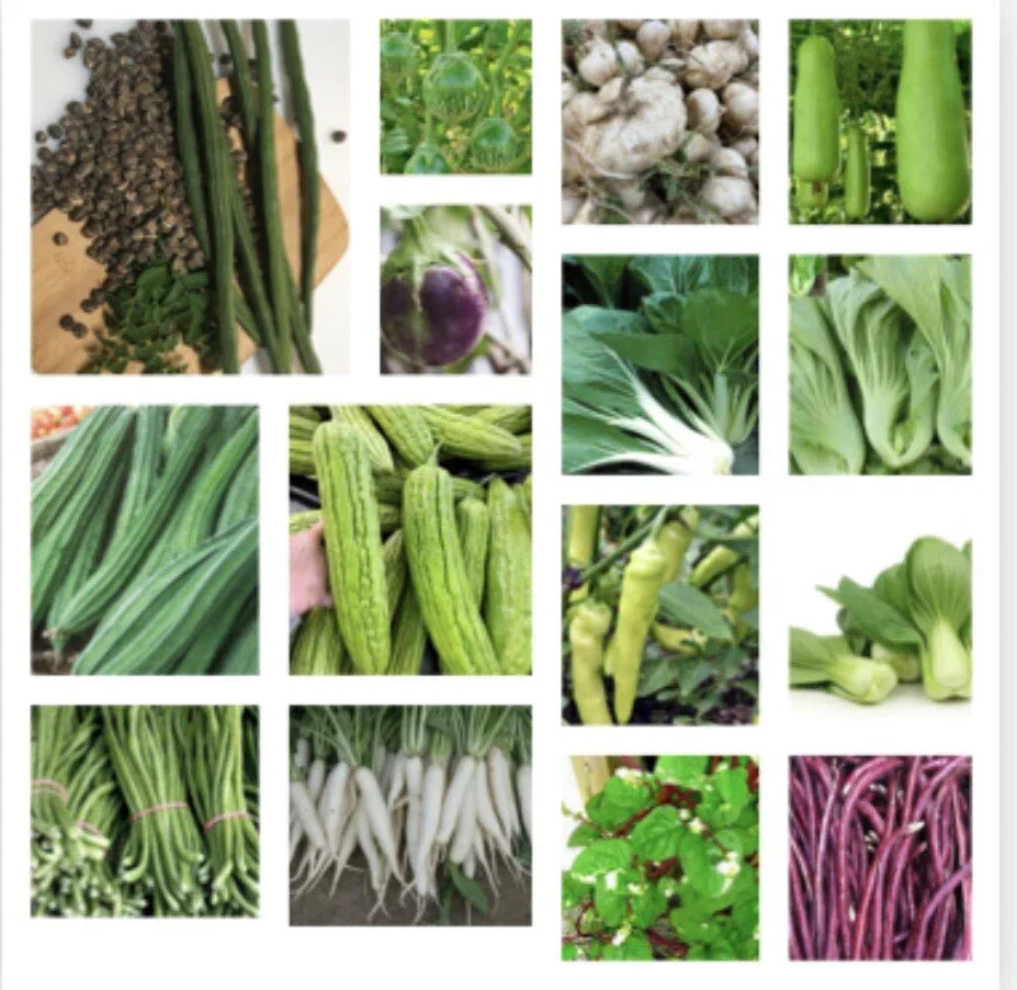 Asian Vegetable Seeds Set of 23 Packets - Diverse Varieties for Home Gardening - Non-GMO, High Germination Rates