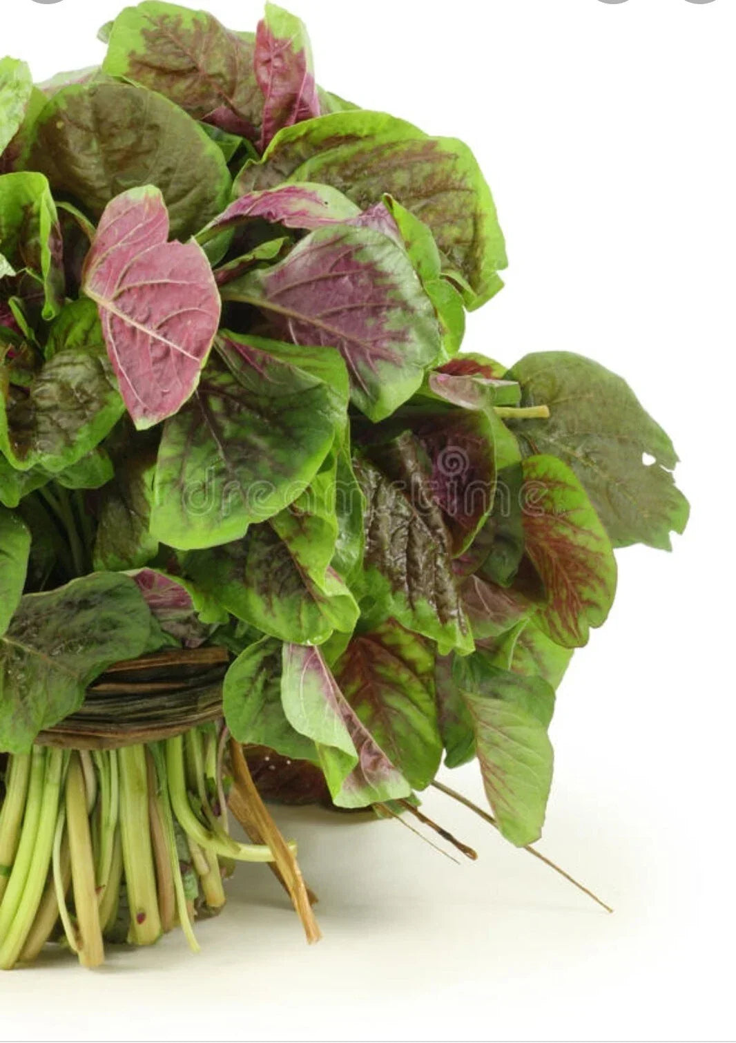 Red Amaranth Seeds - 200+ Count, Red Stripe Leaf, Chinese Spinach, Amaranthus tricolor, Yin Cho Callaloo Herb