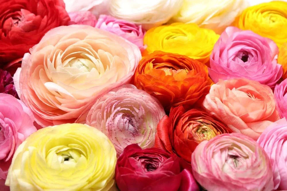 Ranunculus Bulbs Mix - Colorful Flowering Bulbs for Garden - Ranunculus asiaticus - Ships from Iowa, USA