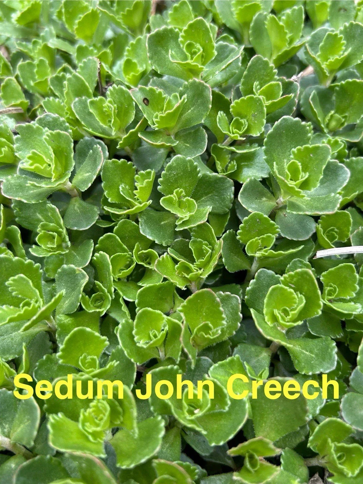 20 Live Sedum John Creech Ground Cover Plants, Hardy Perennial Succulents, Sedum spurium, Low Maintenance, Drought Resistant