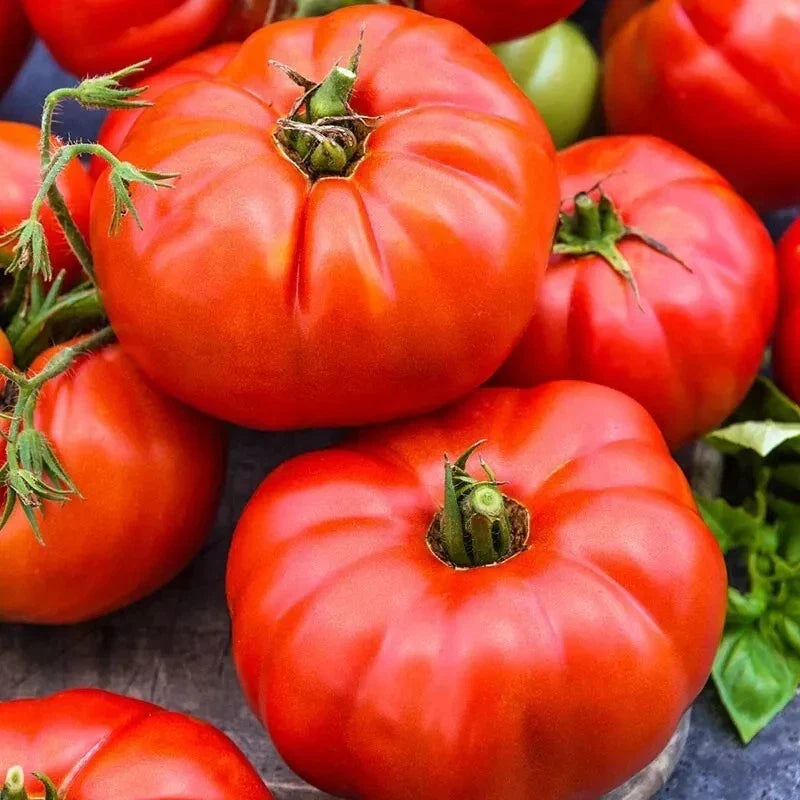 Jersey Tomato Seeds - 10+ Organic Beefsteak - Non-GMO Heirloom Variety - Solanum lycopersicum - Fresh Gardening Supplies