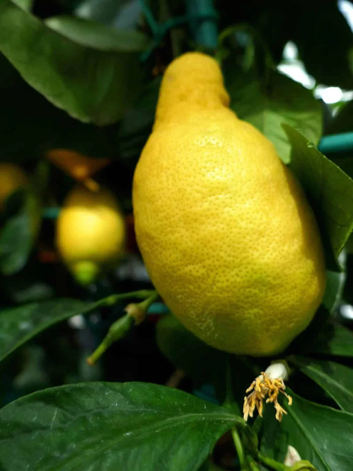 Primofiori Lemon Seeds 5+ Pack - Citrus limon - Non-GMO for Garden Planting - Juicy Flavor - Ideal for Containers or Garden Beds