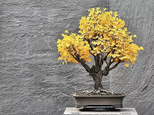 Bonsai Ginkgo Biloba Tree Seeds - 5 Pack - Edible Leaves - Ginkgo biloba - Memory-Enhancing Plant for Garden & Culinary Use