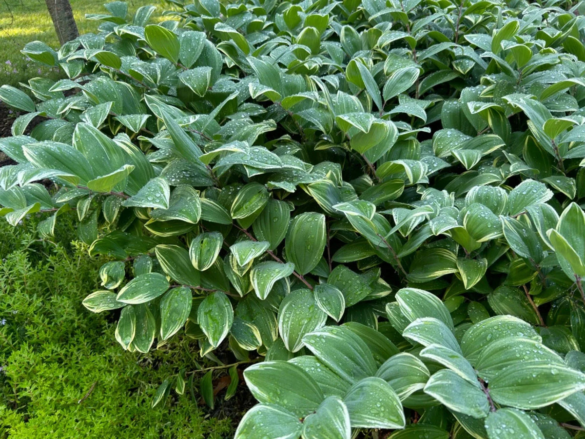 Solomon's Seal Live Plant - 16in+ Established Perennial - Organic Polygonatum biflorum - Pesticide-Free, Bulk Available