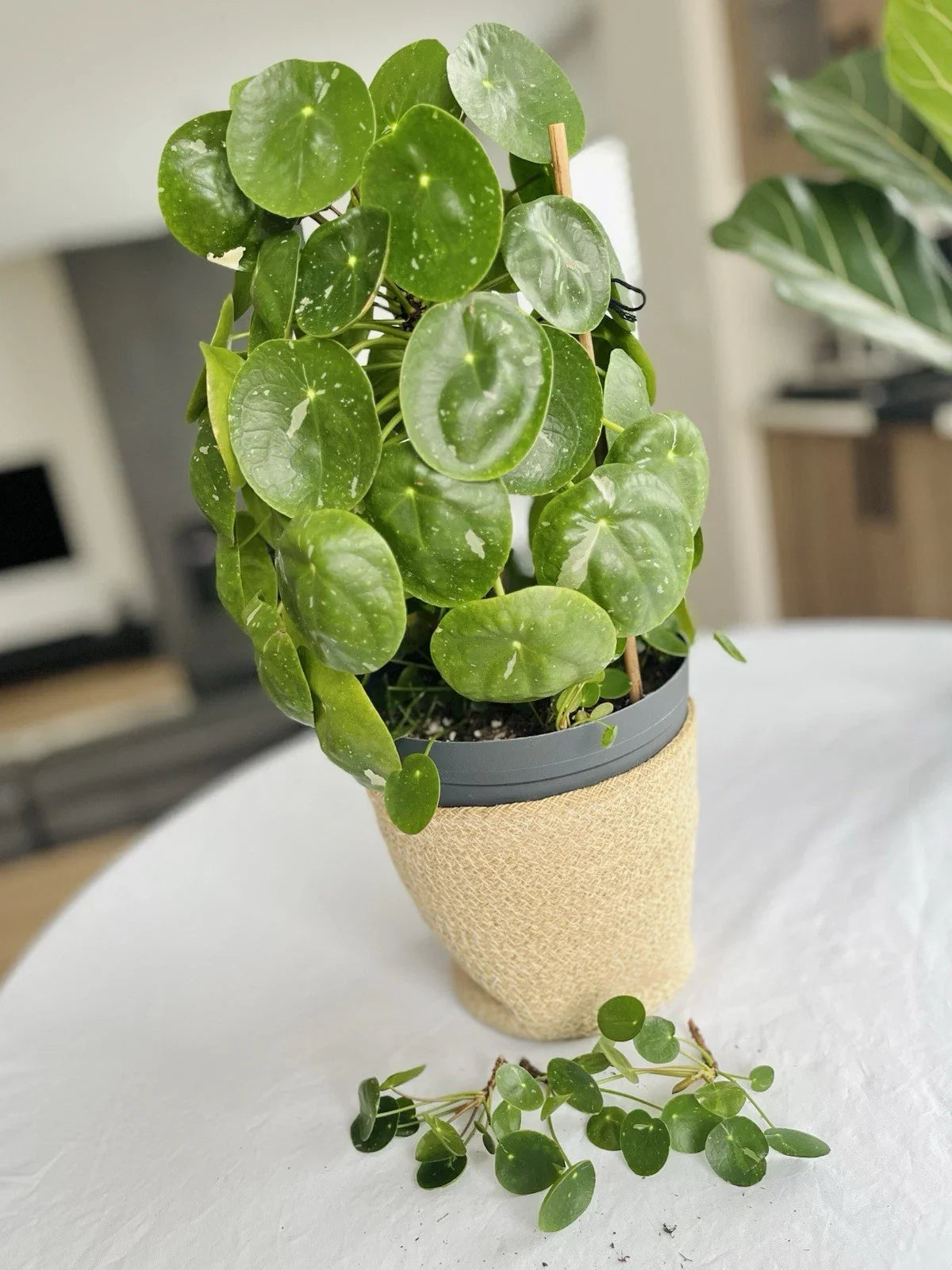 Rare Variegated Pilea Peperomioides White Splash Fresh Cuttings - Unique Indoor Houseplant for Home Decor