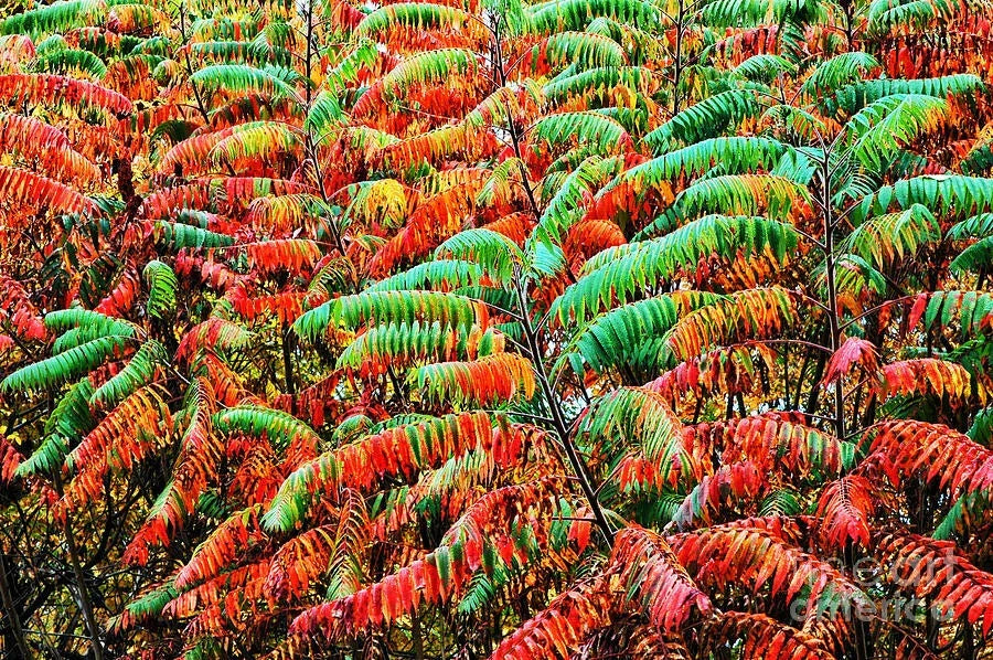 Smooth Sumac Shrub 12" Edible Berries Fall Color Bare Root Rhus glabra - Hardy Drought-Tolerant Deciduous Plant for Gardens