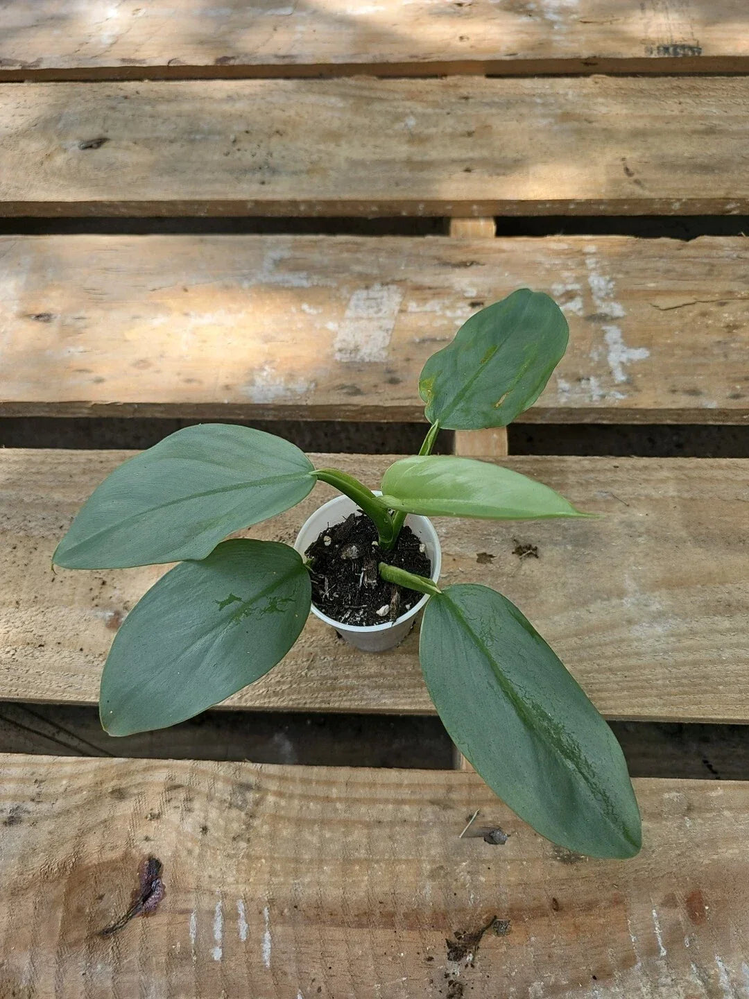 Philodendron Silver Sword 2.5" Pot - Philodendron hastatum, Exotic Indoor Houseplant, Low Maintenance Greenery