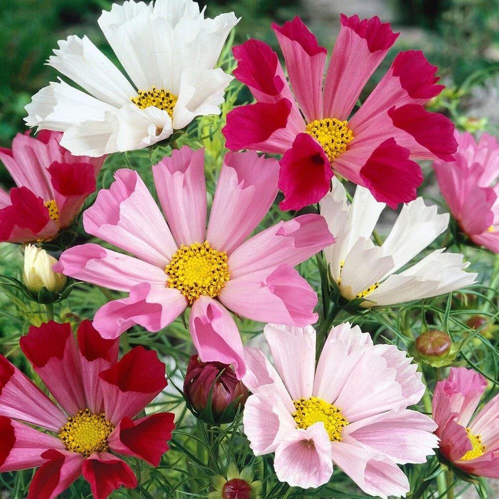 Cosmos Seahells Seeds 50 Pack - Annual Flowers in Soft Colors - Cosmos bipinnatus - Attracts Pollinators, Low Maintenance