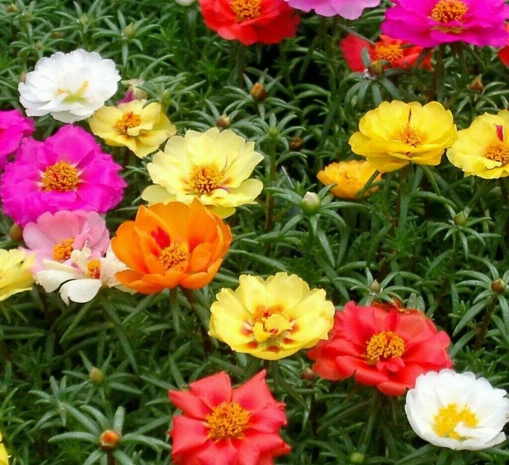 Moss Rose Seeds 500+ Double Mix Annual Flower Portulaca grandiflora - Colorful Easy Growing Garden Seeds
