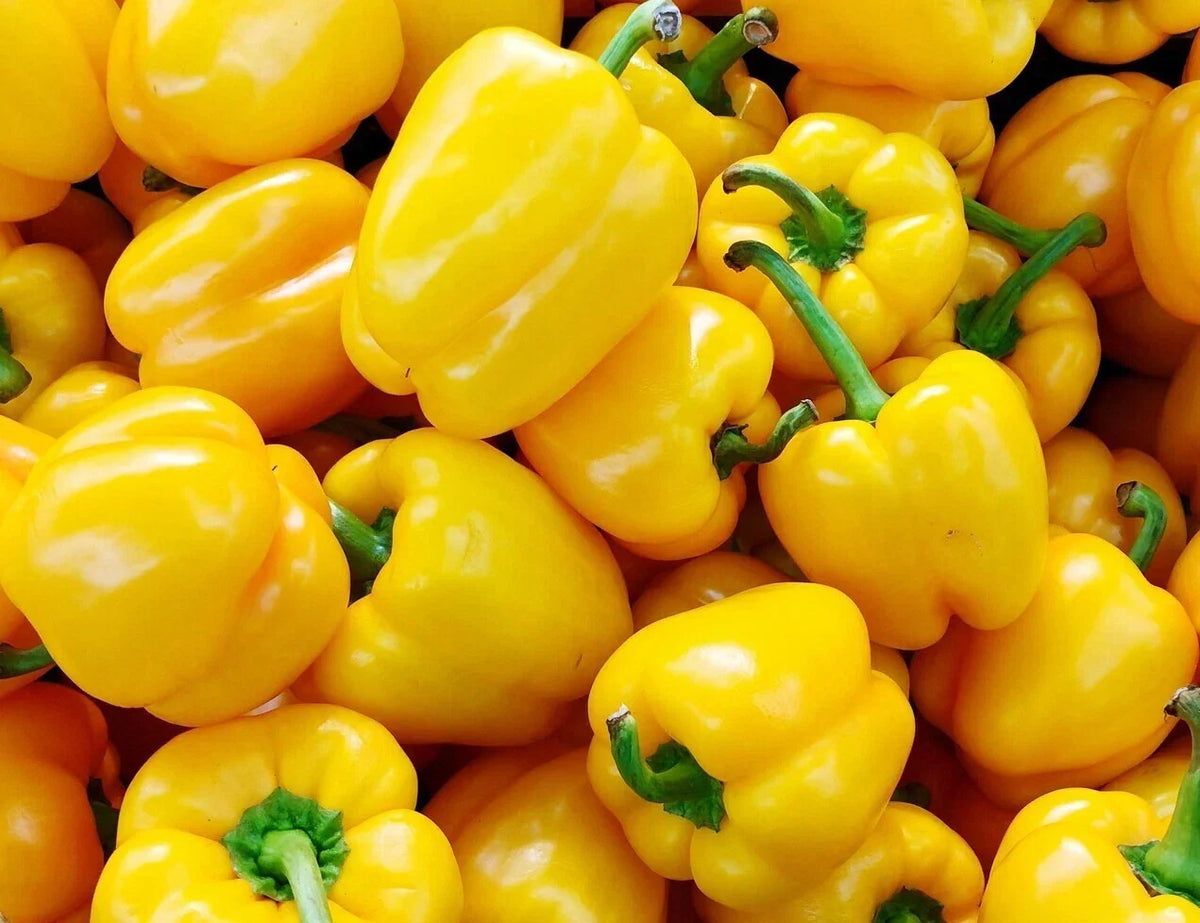 Organic Bell Pepper Seeds - 50+ Golden California Wonder Seeds - Capsicum annuum - Non-GMO for Home Garden