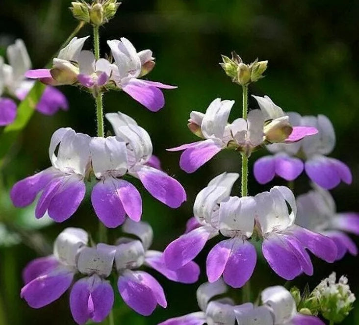 Chinese Houses Flower Seeds - 1000+ Annual Seeds for Bees & Butterflies - Collinsia heterophylla - Colorful Purple & White Blooms