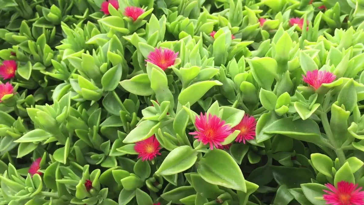 Aptenia Cordifolia Red Apple Sun Rose Cuttings - 30 pcs, 4" to 6" Length for Rooting, Drought-Tolerant Ground Cover
