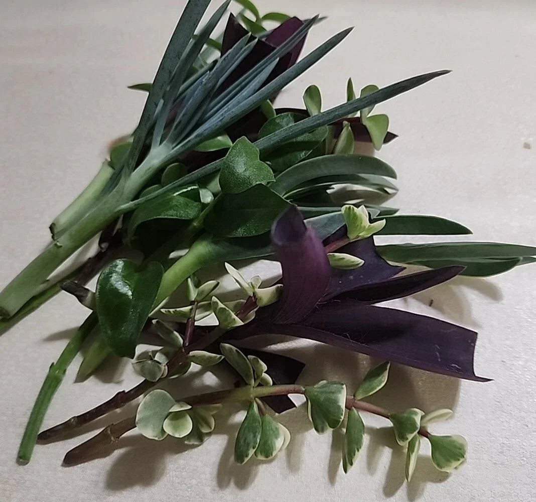 Live Plant Cuttings Set - 12 Pieces, 6 Varieties for Rooting - Pothos, Spider Plant, Snake Plant, ZZ Plant, Peace Lily, Philodendron