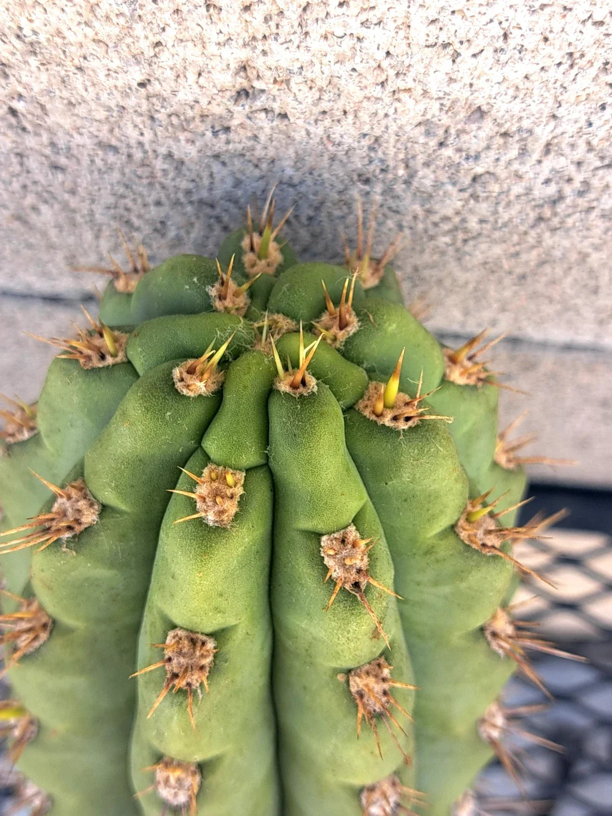 Cereus Cactus Cutting 8.5" - Unique Succulent Plant for Propagation - Cereus spp. - Ideal for Indoor/Outdoor Display