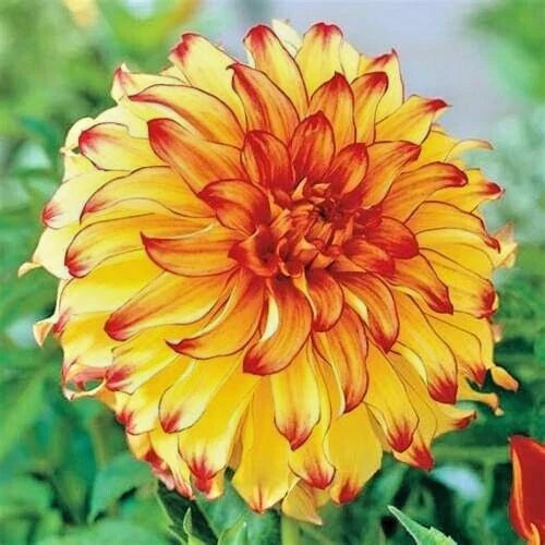 Dahlia Live Bulb Tuber 8-10" Yellow Red Blooms Perennial Flower Plant Dahlia 'Lady Darlene'