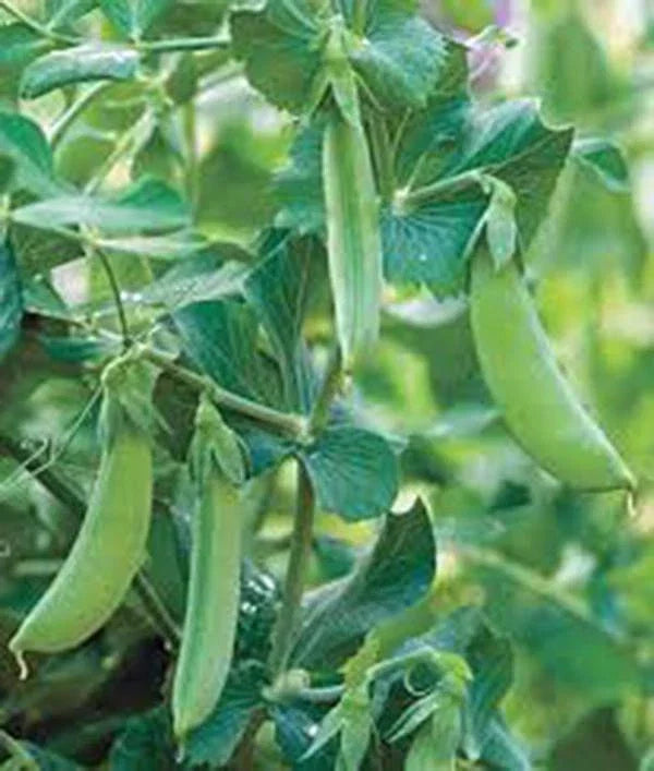 Early Alaska Pea Seeds - 500+ Heirloom Non-GMO Seeds for Gardening (Pisum sativum) - Sweet Tender Peas, Ideal for Short Seasons