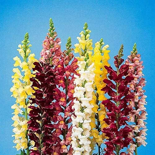 250 Snapdragon Seeds for Planting | Antirrhinum majus | Exotic Garden Flowers | Vibrant Colors | Made in USA
