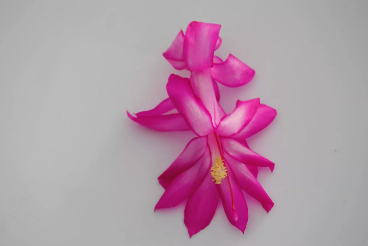 Christmas Cactus Starter Plant - Small Salsa Dancer - Schlumbergera Truncata - Healthy Well-Rooted Plant for Home Decor