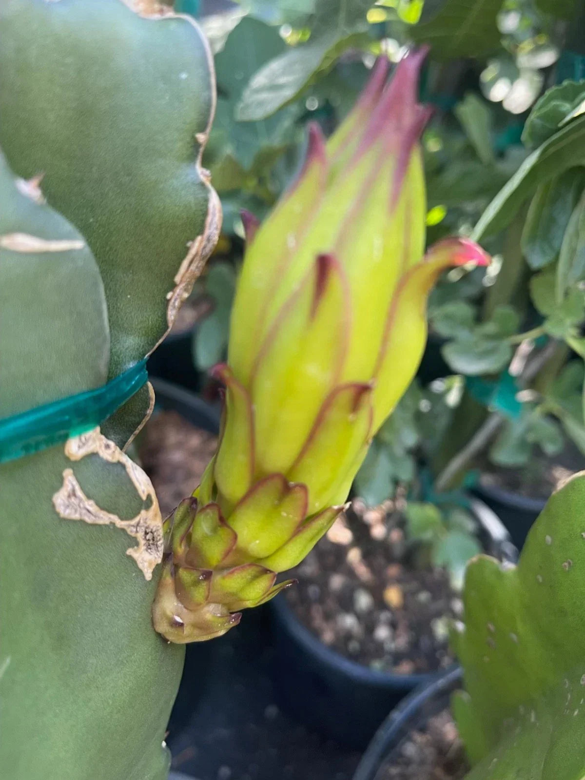 Colombian Yellow Dragon Fruit Cuttings 8 Pack - True Pitahaya (Hylocereus megalanthus) - 7 Inch or Longer Cactus Cuttings